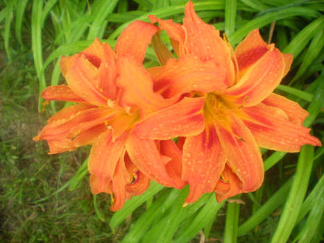 Lily flowers