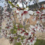 Almond tree blossoms