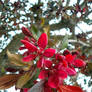 Red flowers