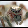 jumping spider