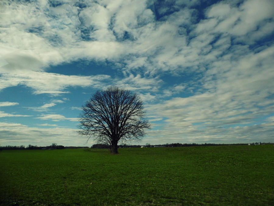 One Lonely Tree