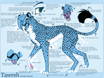 New Reference - Tawreh