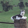 Rare Douglas husky plush in country setting