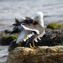 The Art of Downwind Preening