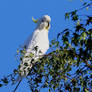 New Year Cockatoo