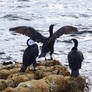 Black Faced Cormorants