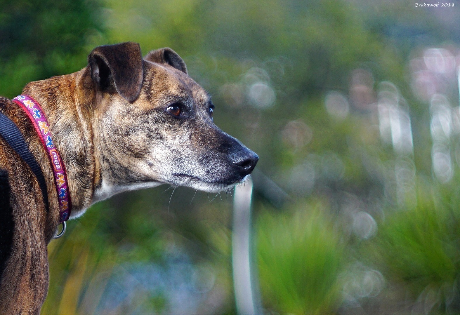 The Dog that rescued a lens