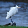 Windy Day Egret