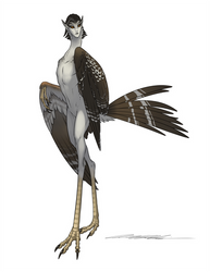 Harpy Holidays - Kori Bustard