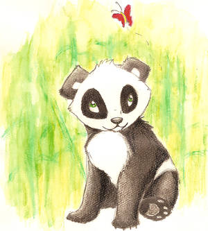 Panda Bear