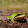 Backyard frog