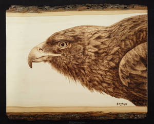 Golden Eagle - Woodburning