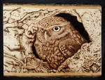 Owl - woodburning