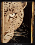 Leopard - woodburning by brandojones