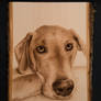 Dog portrait - woodburning