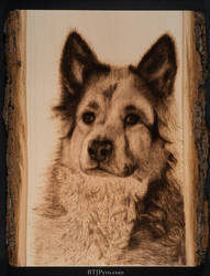 Scruffy - handcrafted woodburning