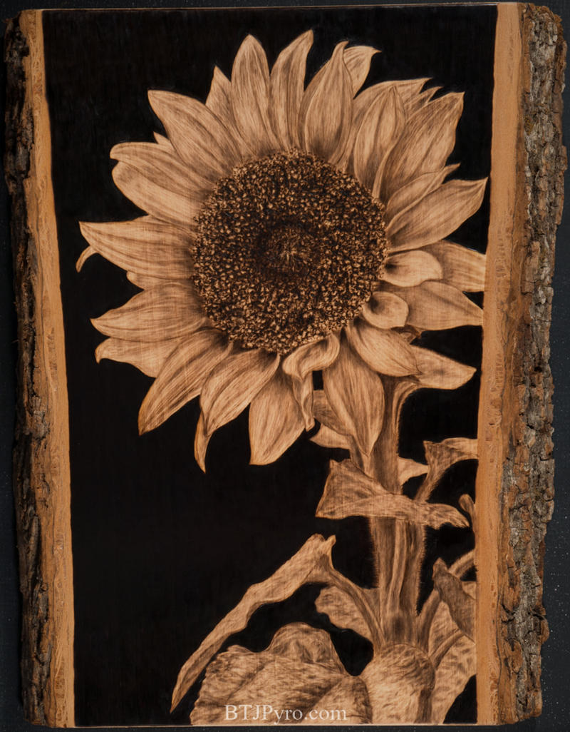 Pyrography of a Sunflower by brandojones on DeviantArt pyrography-of-a-sunflower-by-brandojones-on-deviantart