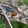 Ladybird on a log closer