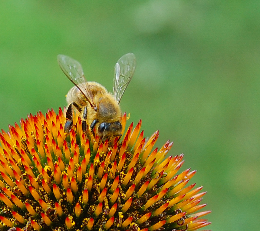 coneflower bee