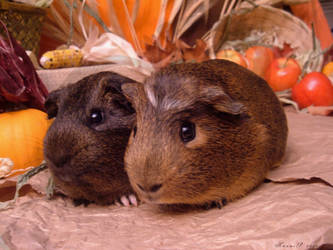 Fall Guinea Pigs: Miso + Shoyu