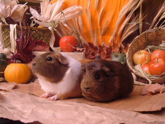 Fall GuineaPigs: Mochi + Pocky