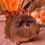 Fall Guinea Pigs:  Miso