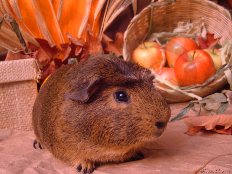 Fall Guinea Pigs:  Miso