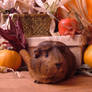 Fall Guinea Pigs: Pocky