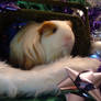 Holiday Guinea Pigs 2