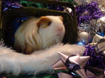 Holiday Guinea Pigs 2 by LadyTsunade