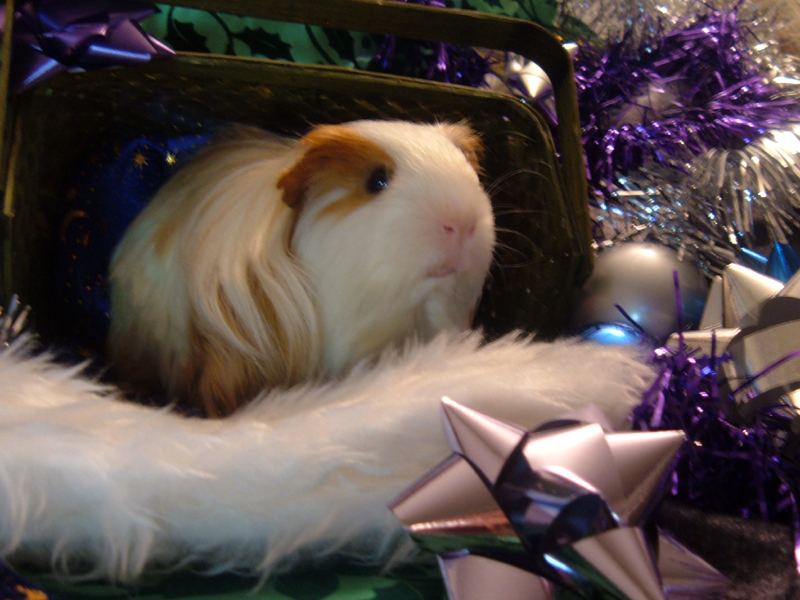 Holiday Guinea Pigs 2 by LadyTsunade