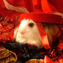 Holiday Guinea Pigs 10