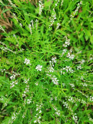 Little Grass Flower