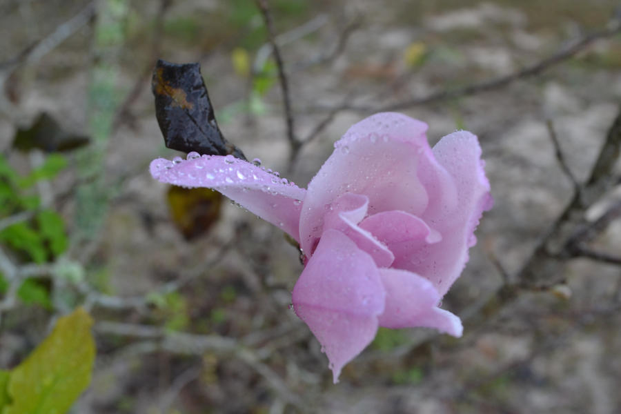 Flower in the Wasteland