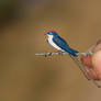 WIRE TAILED SWALLOW - Paper cut birds