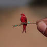 Summer tanager - Paper cut birds