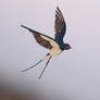 Barn Swallow- Paper cut birds