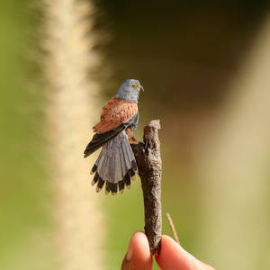 Common Kestrel - Paper cut birds