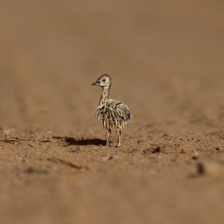 Baby Ostrich - Paper cut birds by NVillustration