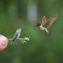 Anna's hummingbird - Paper cut birds