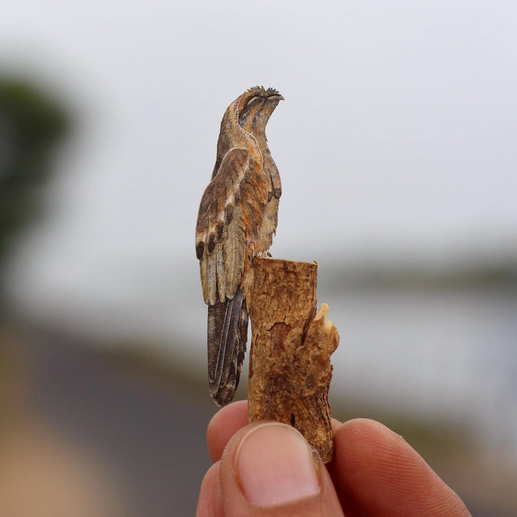 Common Potoo - Paper cut birds by NVillustration