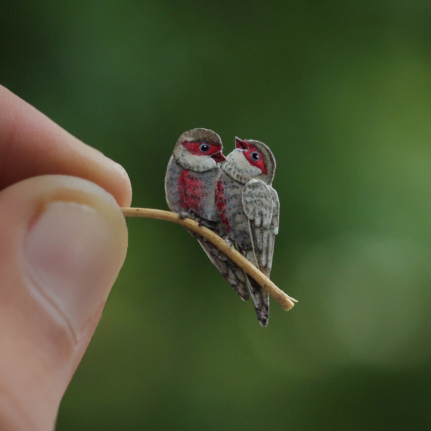 Common waxbill - Paper cut birds by NVillustration