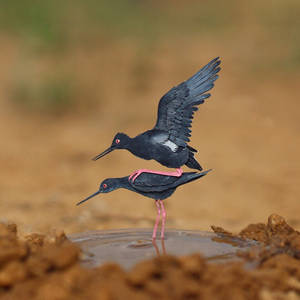 Black Stilt  - Paper cut birds