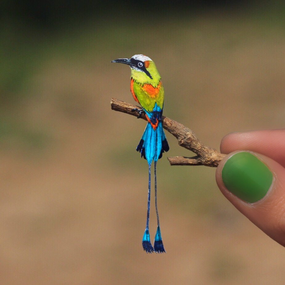 Turquoise-browed Motmot - Paper cut birds by NVillustration