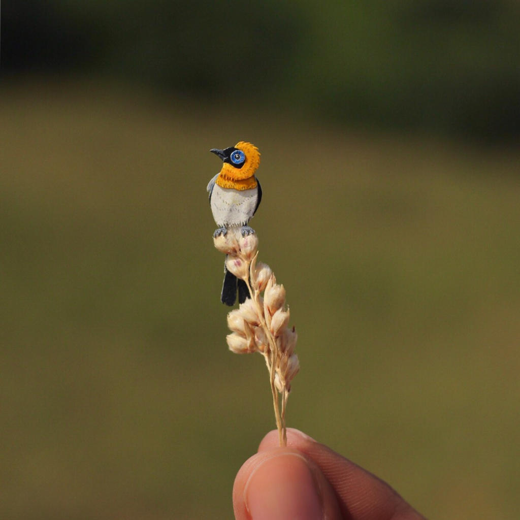 Ochre-collared Monarch - Paper cut birds by NVillustration