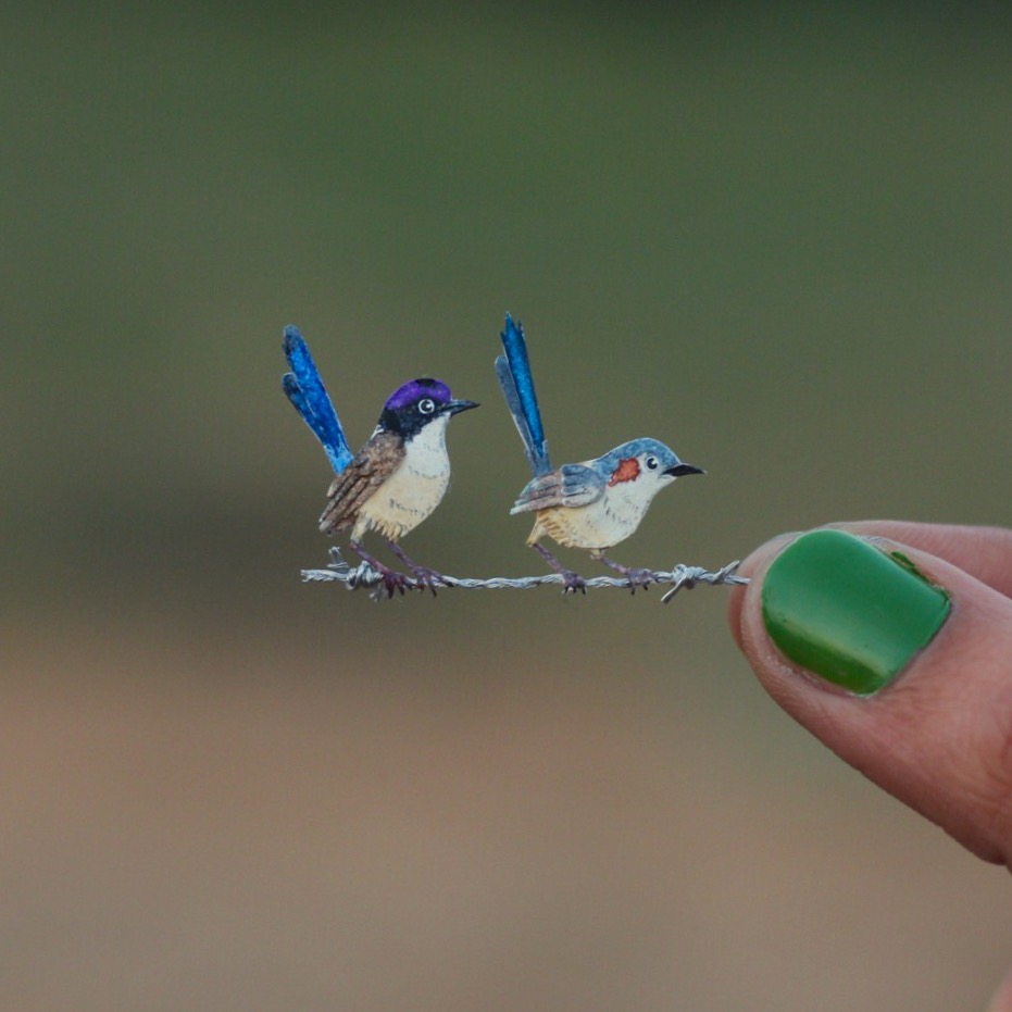 Purple-crowned Fairywren - Paper cut birds by NVillustration