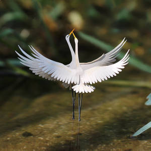 Great Egret - Paper cut birds