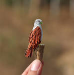 Brahminy Kite - Paper cut birds