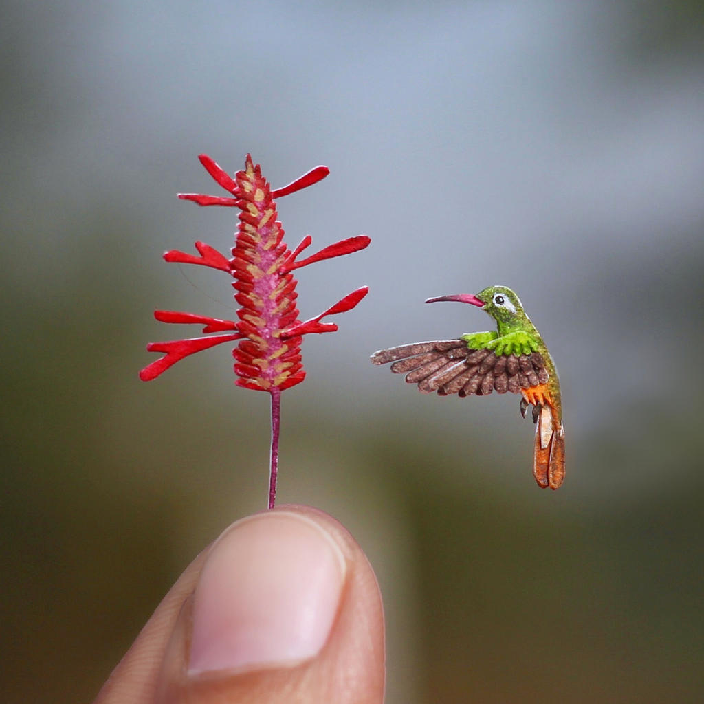 Xantus's Hummingbird- Paper cut bird by NVillustration