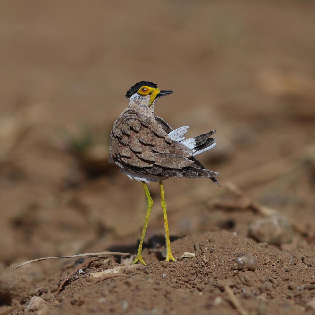 Yellow Wattled Lapwing - Paper cut birds by NVillustration
